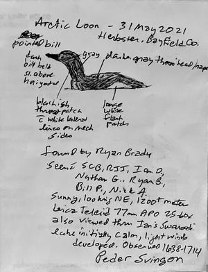 Notes and a sketch by Peder Svingon of the Memorial Day sighting of an Arctic loon offshore of Herbster, Wis. in Lake Superior. It was the first documented sighting of the species in state history.