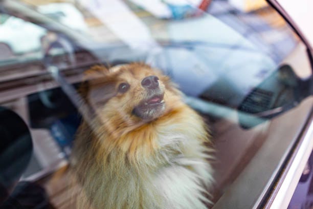 Canines in Florida could possibly be banned from sticking heads out automobile home windows Canines in Florida could possibly be banned from sticking heads out automobile home windows