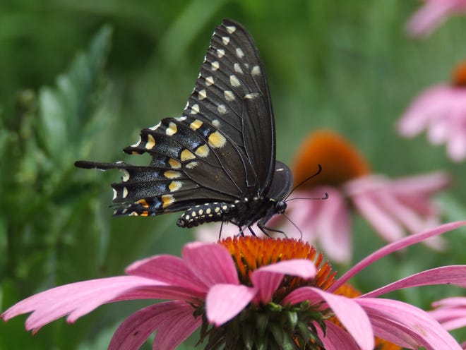 A black swallowtail lands on a purple coneflower. Purple coneflowers are native to Michigan.