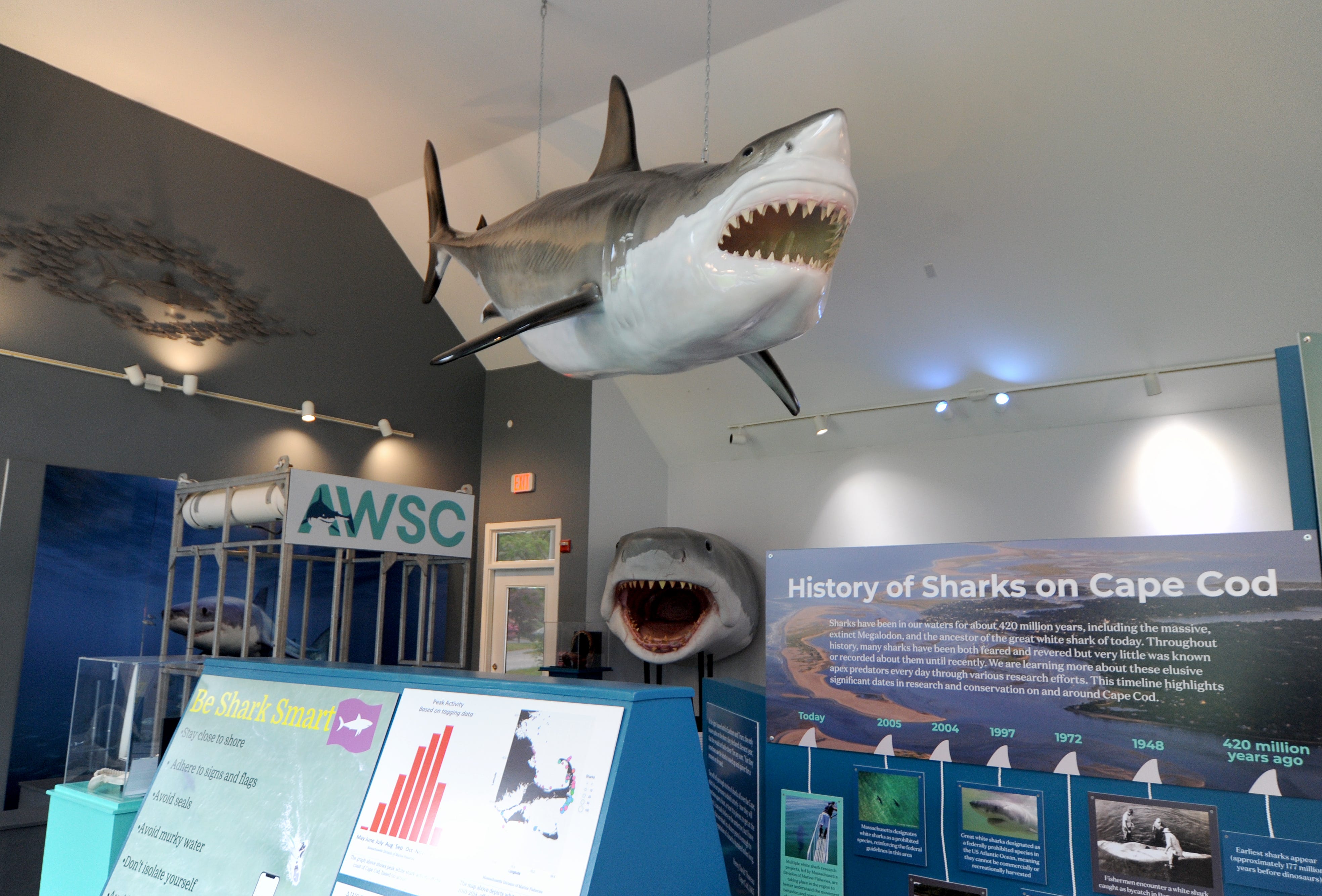Great white sharks, Cape Cod center to educate, change perceptions
