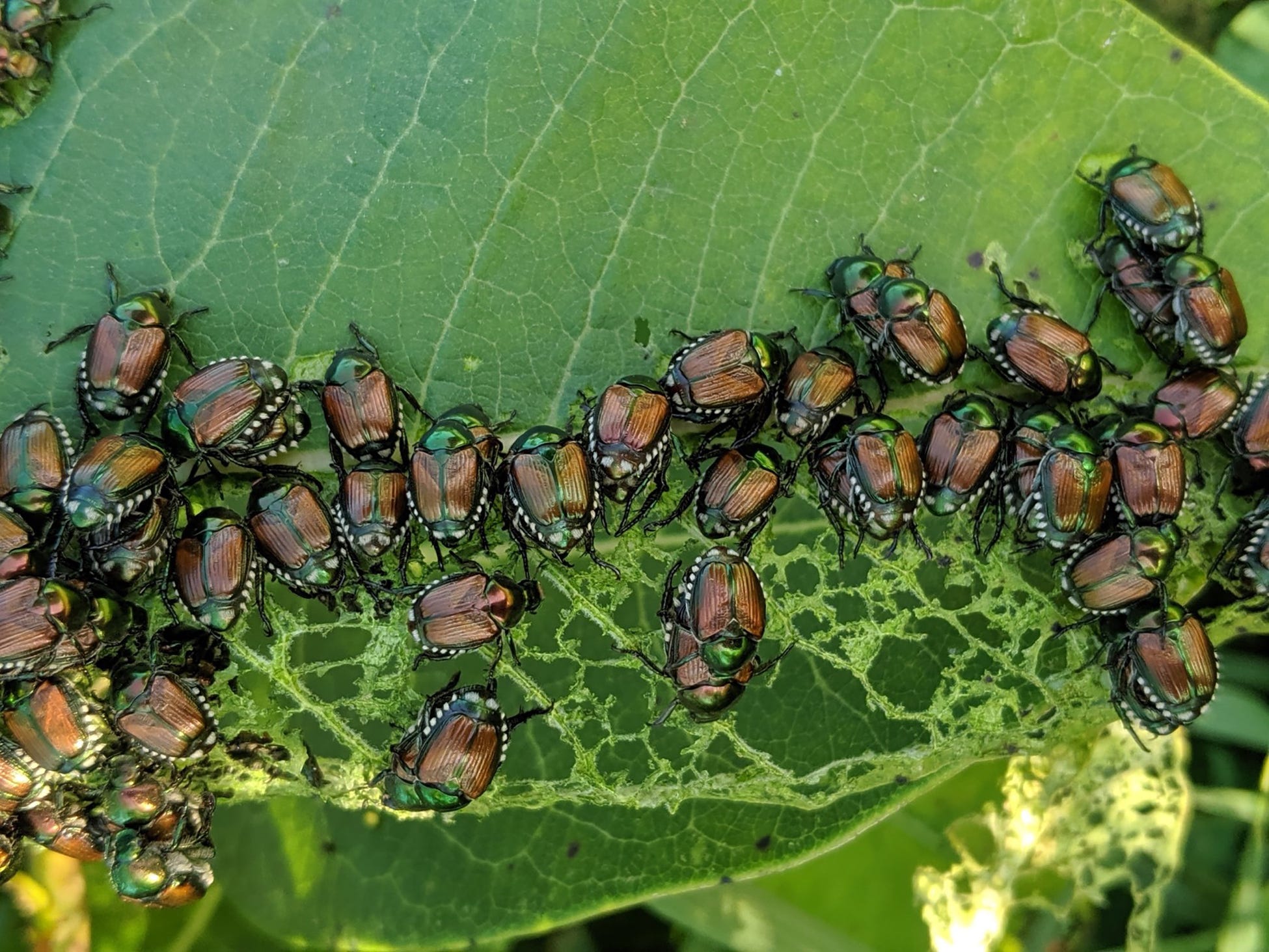 Japanese beetles emerging as next insect nuisance for eastern U.S.