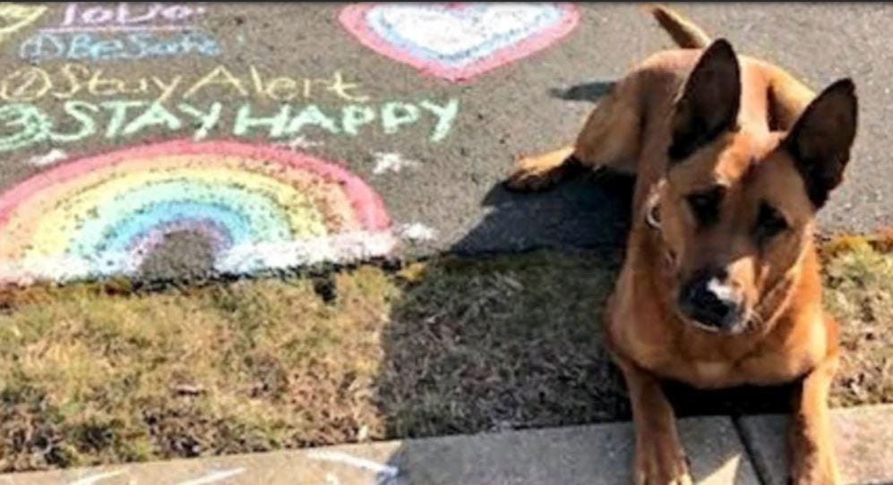 Are K9 Dogs Treated As Officers