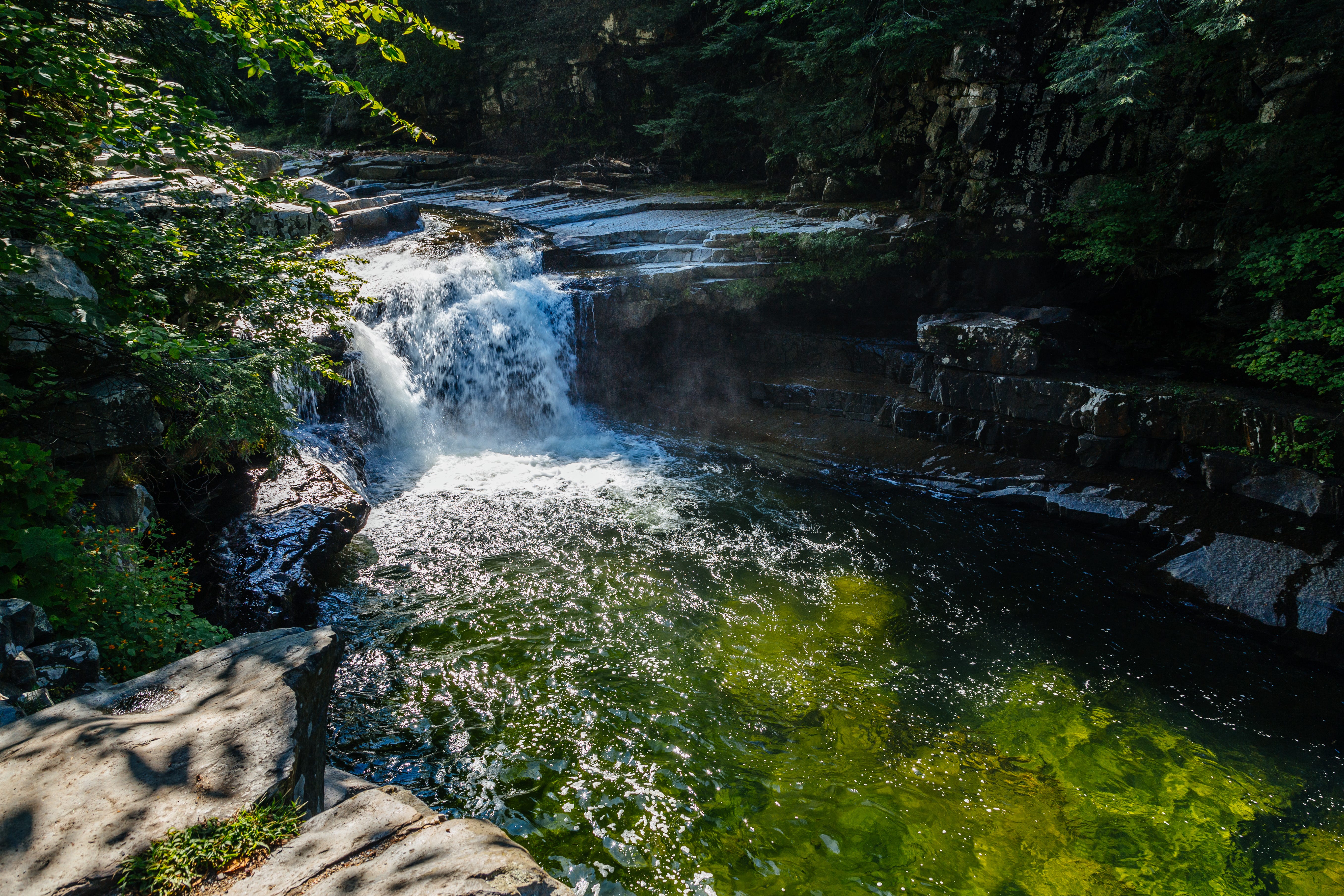 A small waterfall pours into a clear pool in a forest stream