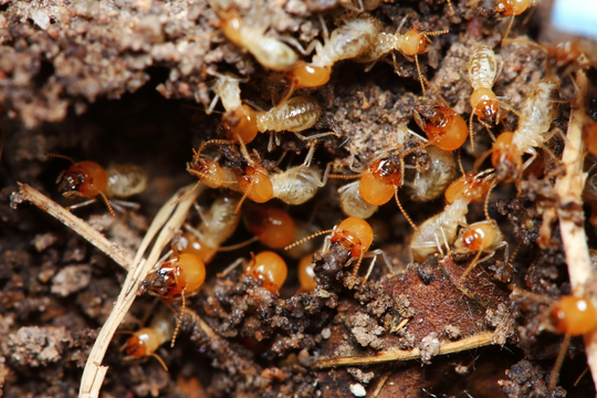 Preferring the warm soil found in central Indiana during the spring and summer, termites head to the top of the earth in search of wood to eat.