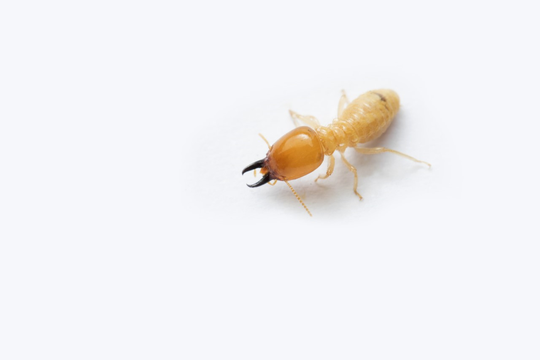 What do termites seem like? Professional weighs in on insect