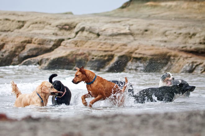 Long Beach, California, is home to Southern California's only off-leash dog beach.