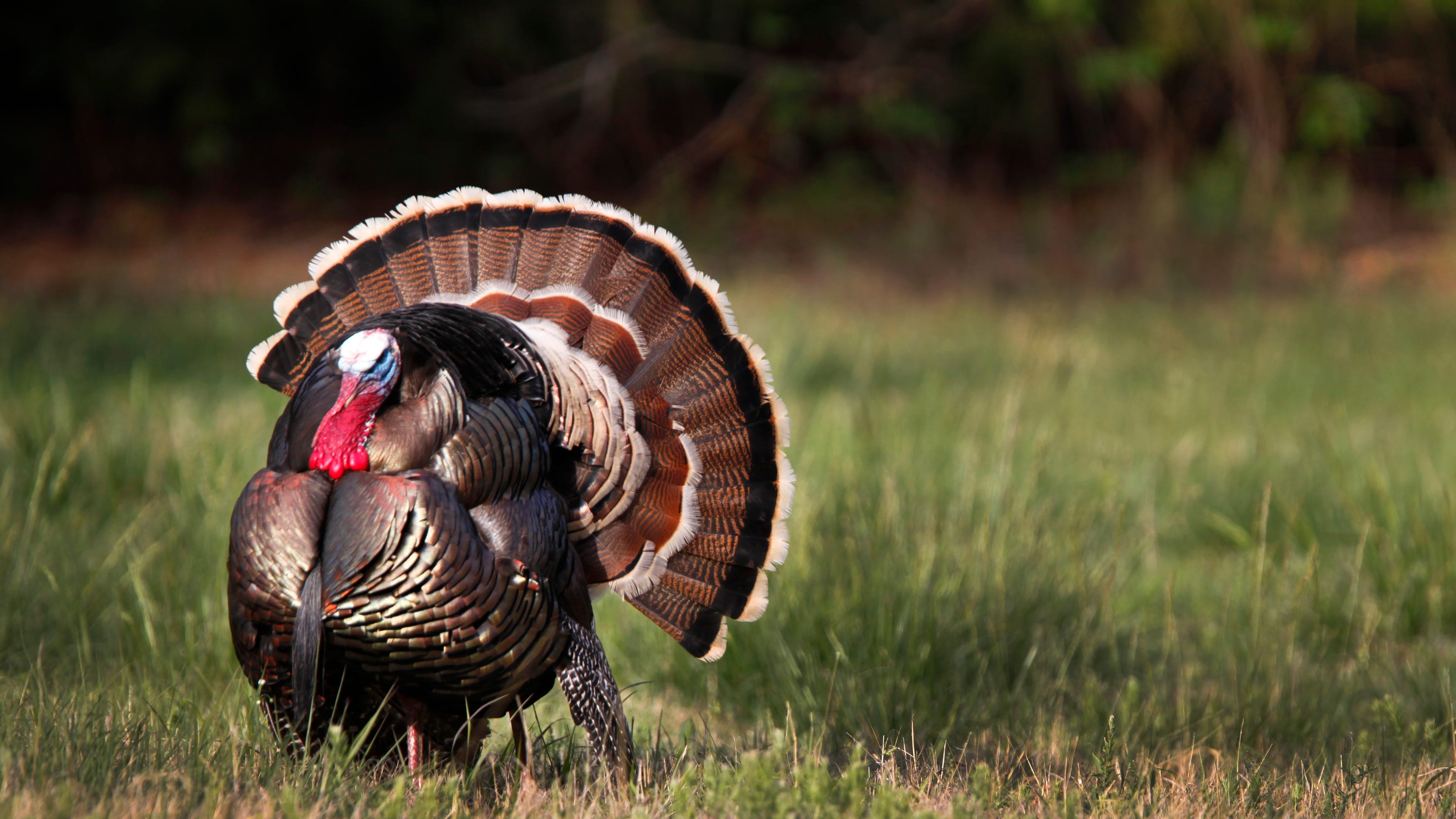 Oklahoma spring turkey hunting to start later with a reduced bag limit
