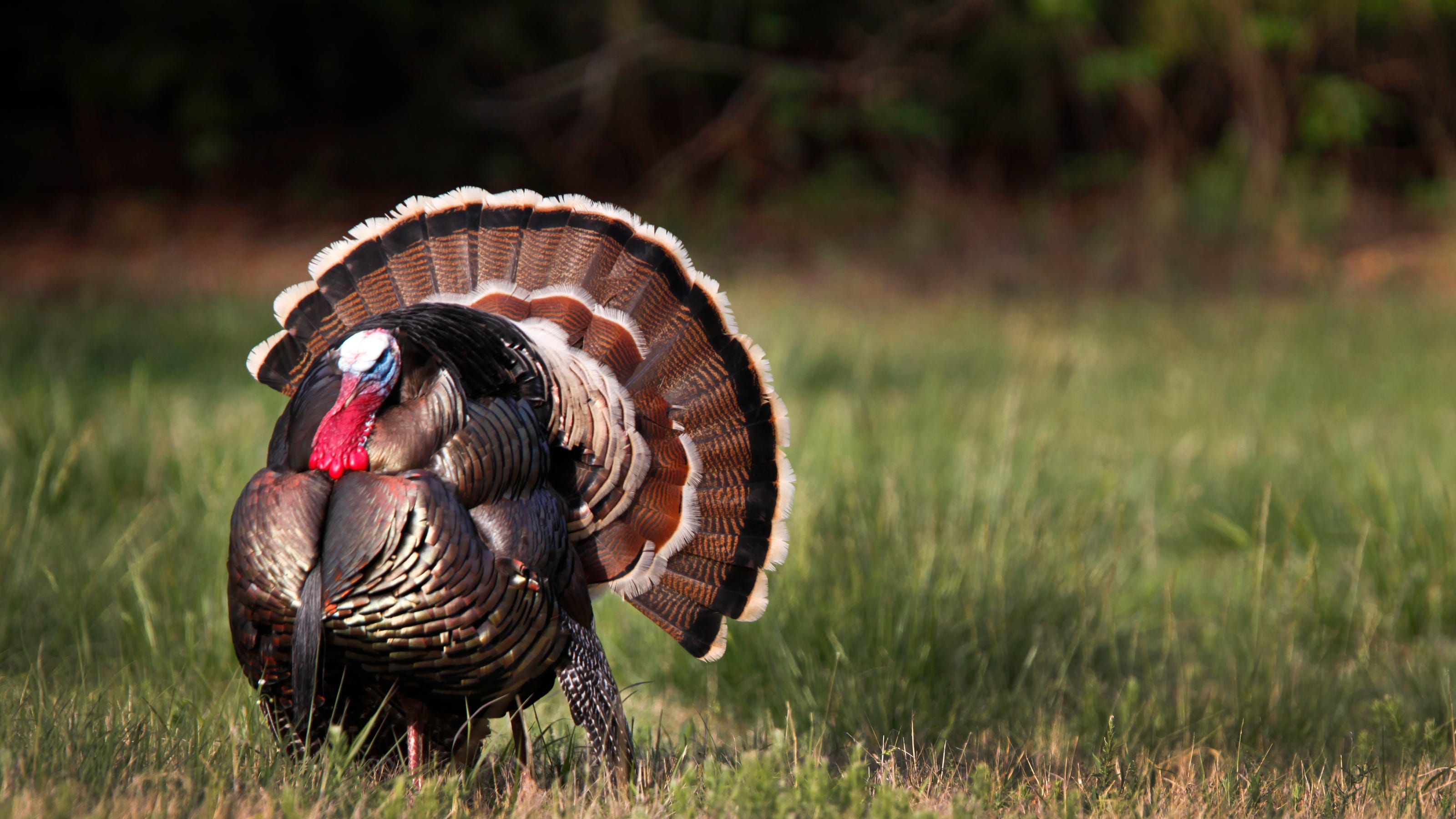 Spring Turkey Season 2025 Cyndi Rebecca