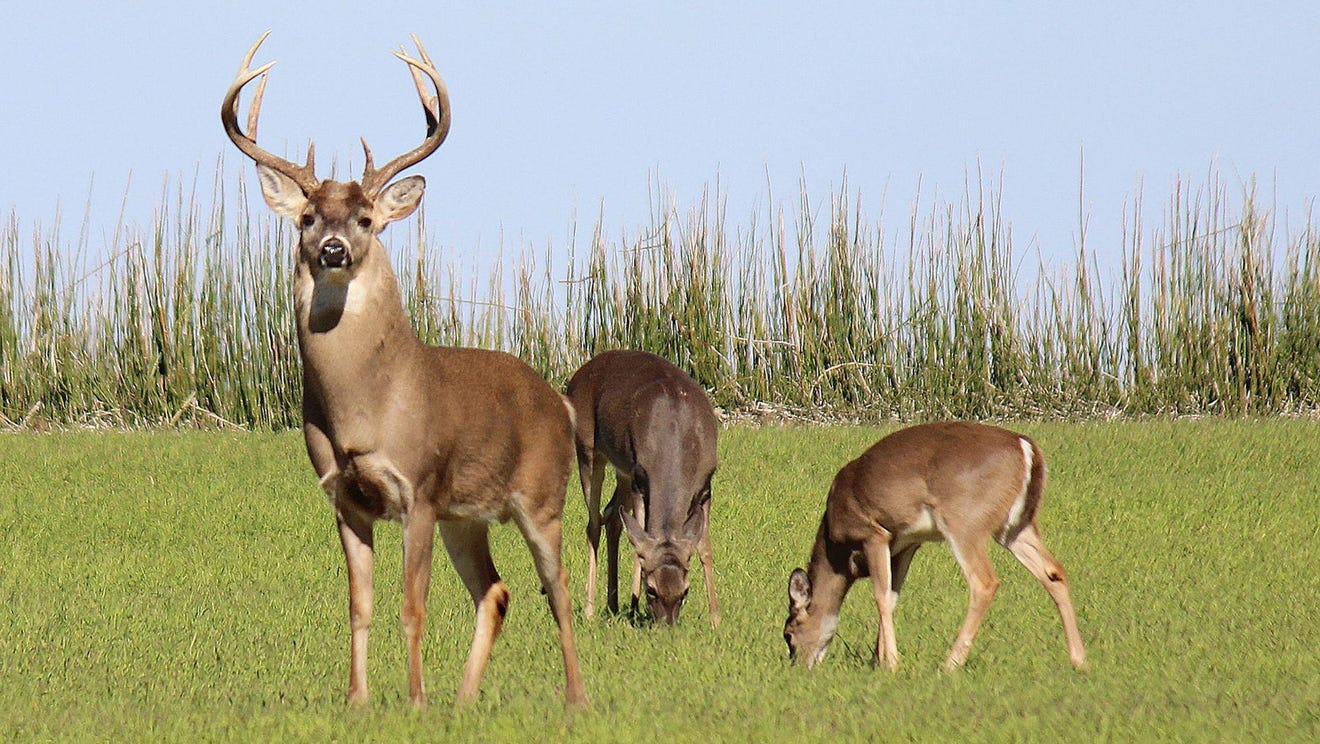 Deer hunting season Illinois deer were exposed to COVID19 virus