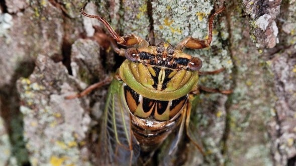 Hearing cicadas again? It's not Brood X. What to know about the bigger, annual cicadas - USA TODAY