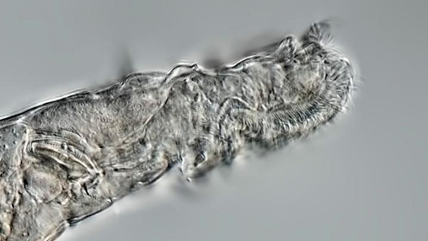 I rotiferi, trovati congelati 24.000 anni fa in Siberia, stanno tornando in vita