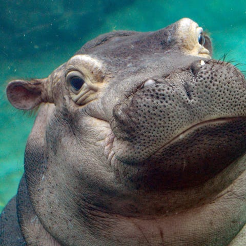 Fiona the hippo at Cincinnati Zoo