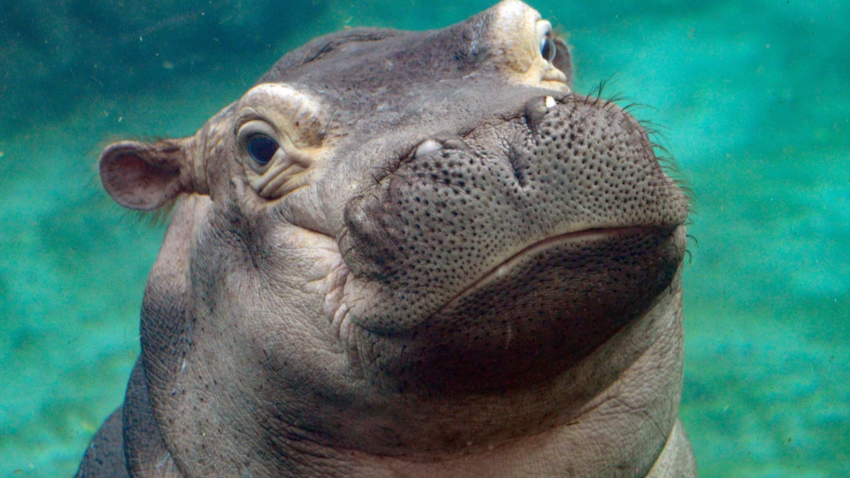 10 best zoos in the United States, according to our readers