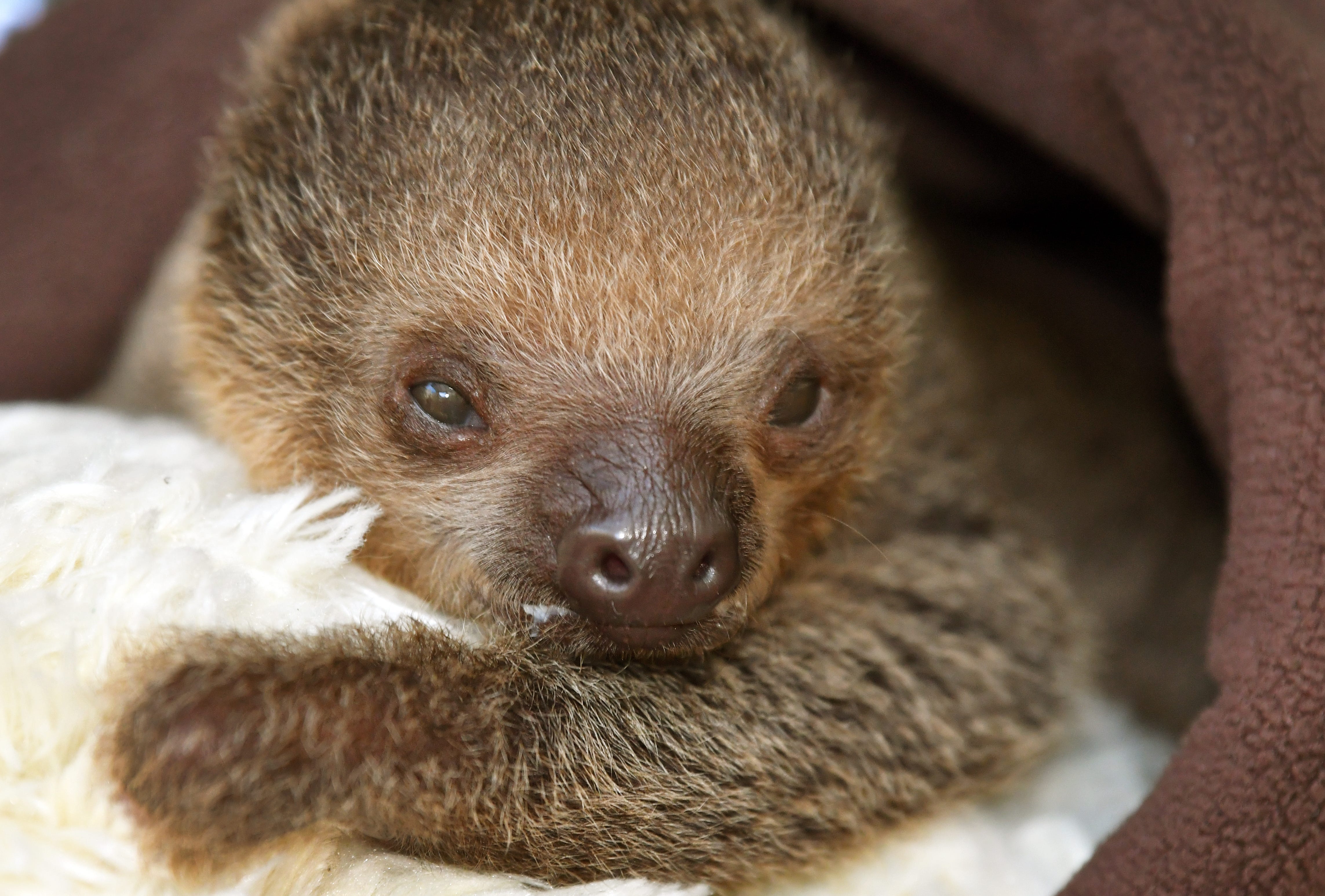 A baby Linnaeus's two-toed sloth born less than a month ago is receiving specialized care at Brevard Zoo after it's mother, Tango, rejected it. The sloth, who has not yet had its sex determined, is being kept at the Africa barn, and is not currently viewable by the general public.