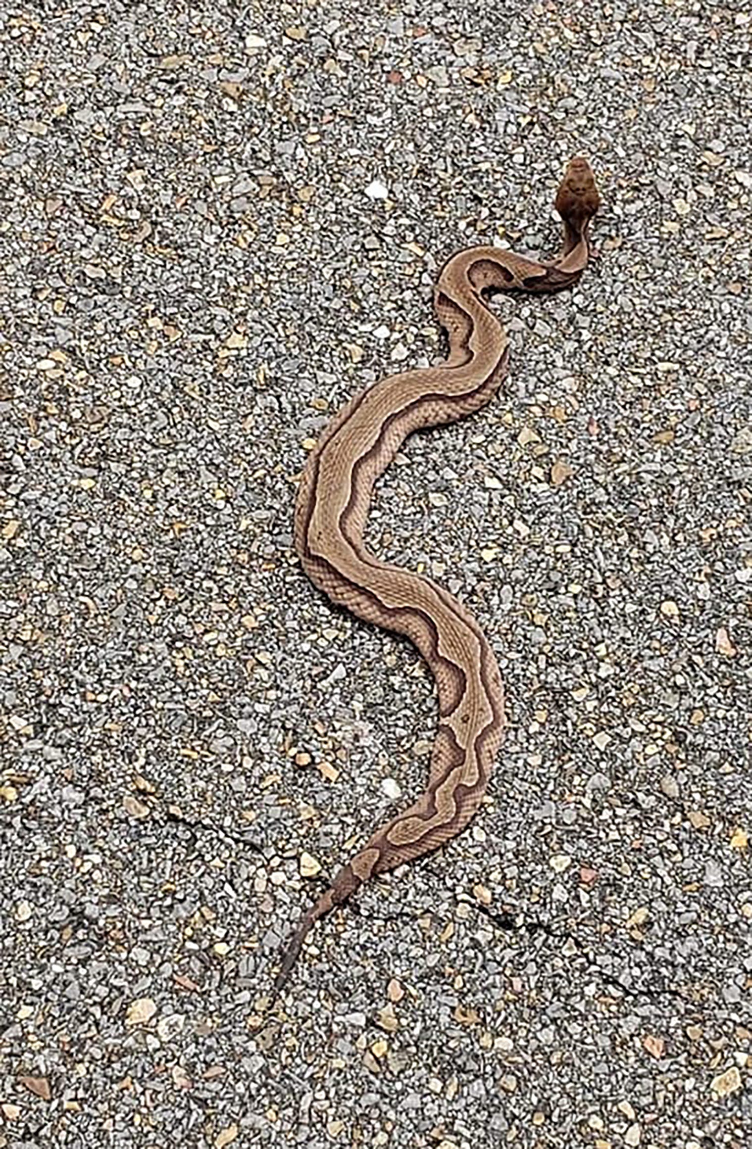 Mississippi Man Finds Rare Striped Copperhead Snake