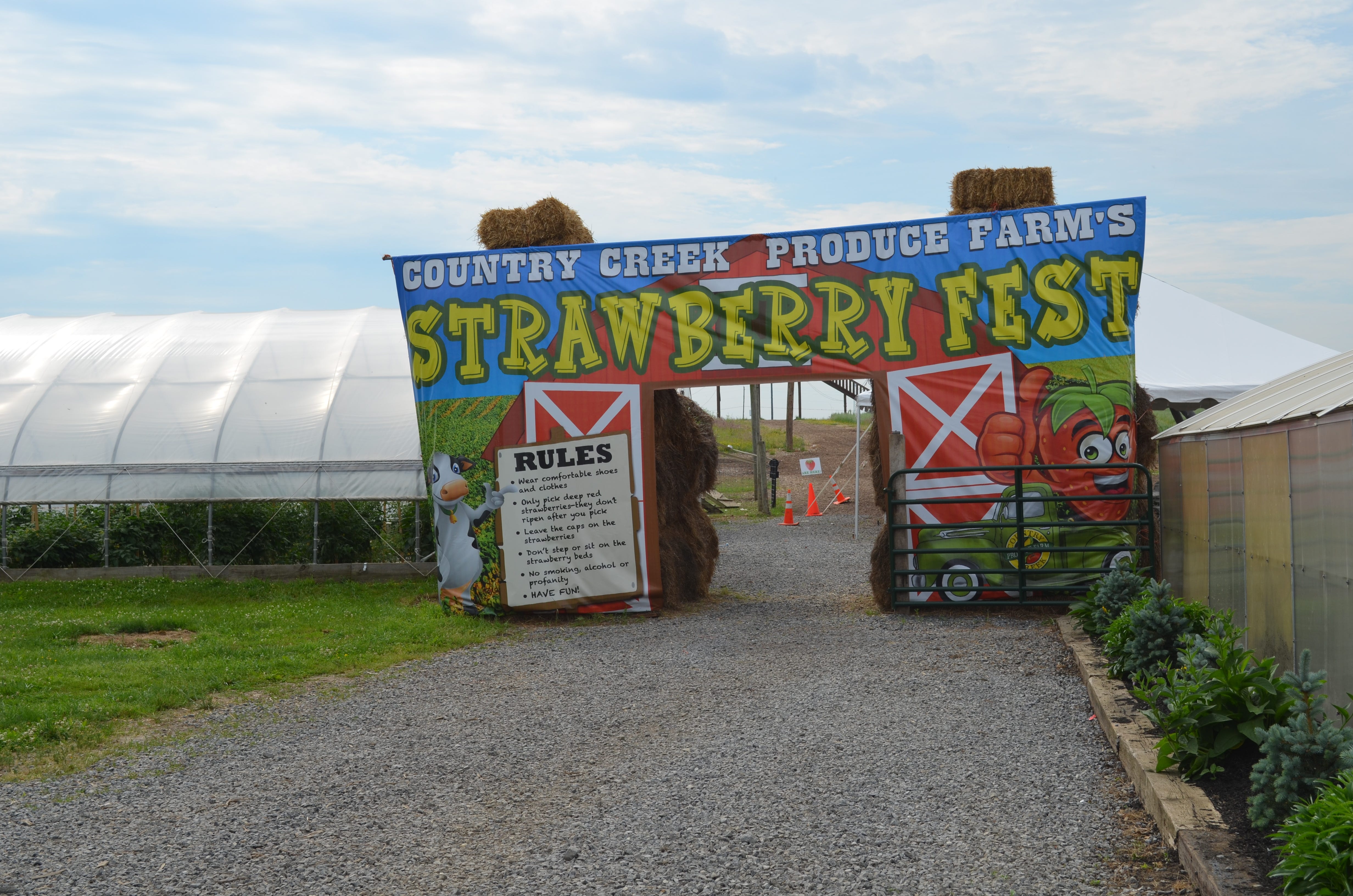 Pick your own strawberries at these southcentral Pennsylvania farms