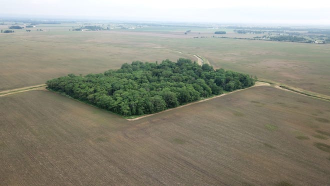 A stand of trees remains in the middle of Madison County farmland east of State Route 29 owned by Microsoft founder Bill Gates that might become part of a solar farm.