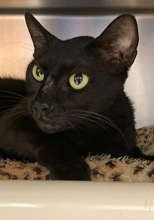 Inky, a 2-year-old female domestic short hair, is available for adoption at the St. Johns County Pet Center, 130 N. Stratton Road. Cat adoptions fees, $30 for males and $40 for females, include neutering/spaying, rabies vaccinations and shots. Call 904-209-6190. 