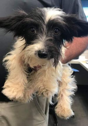 Fancy, a young female terrier, is available for adoption from SAFE Pet Rescue of Northeast Florida. Vaccinations are up to date. Call 904-325-0196. 