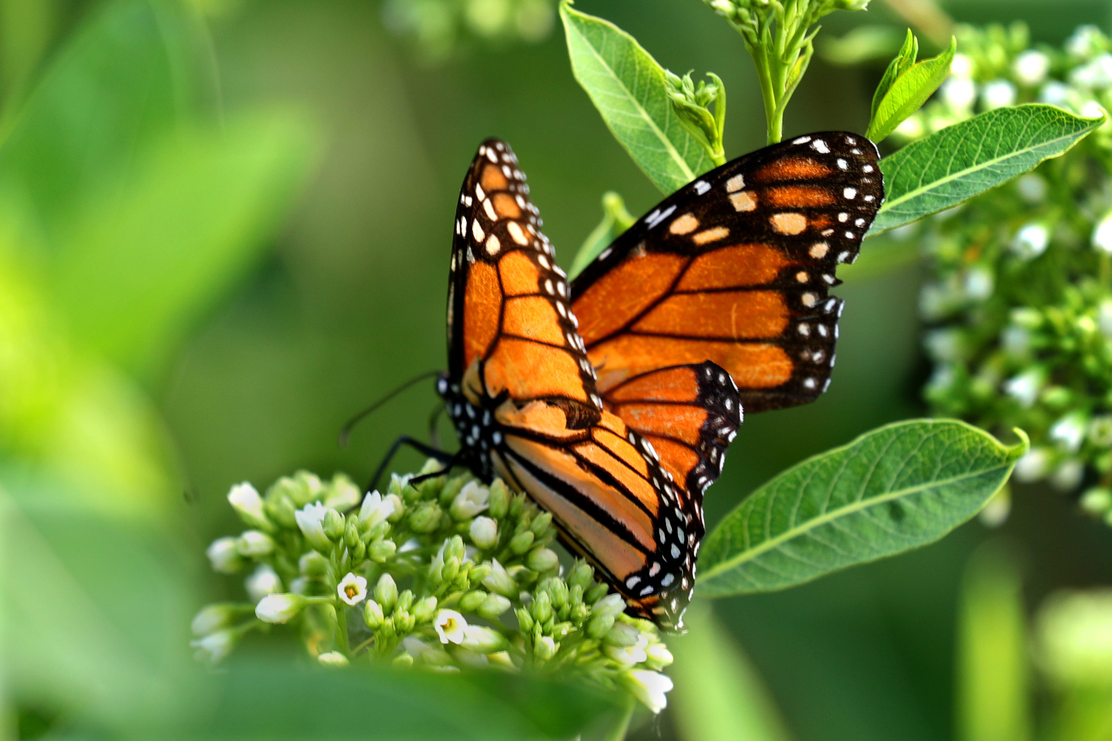 Download Monarch Butterflies In Wauwatosa Where To See Them