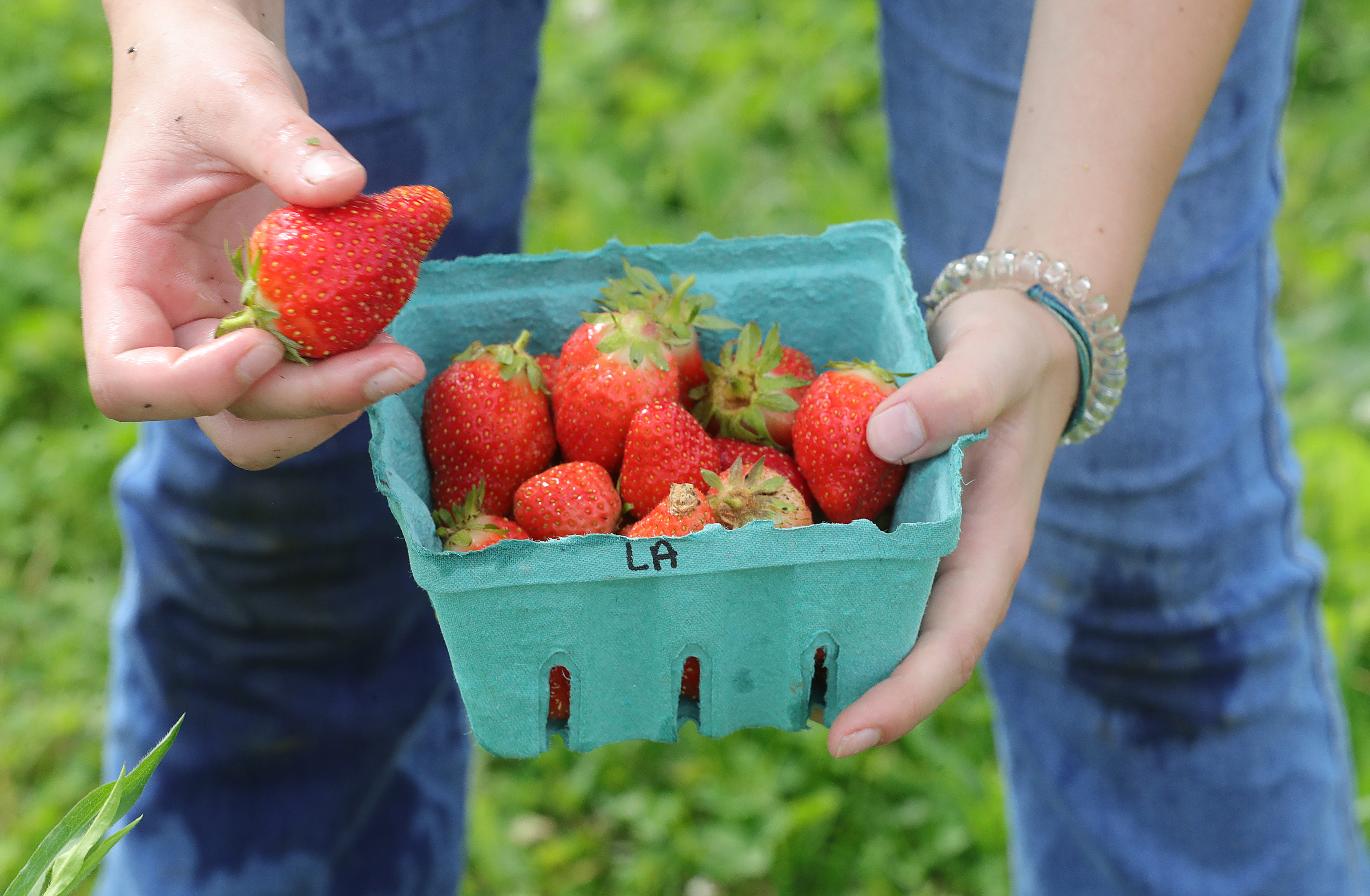 Where to pick strawberries in Northeast Ohio