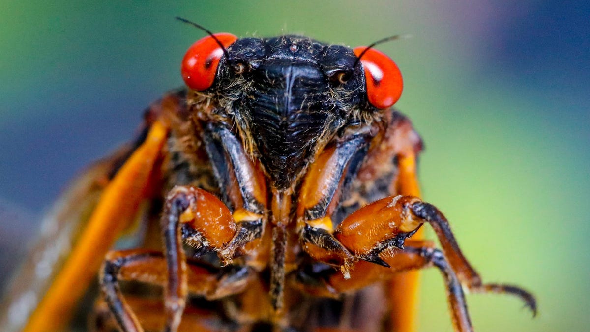It’s time — the cicadas are coming. Here’s what to know about Missouri’s summer brood