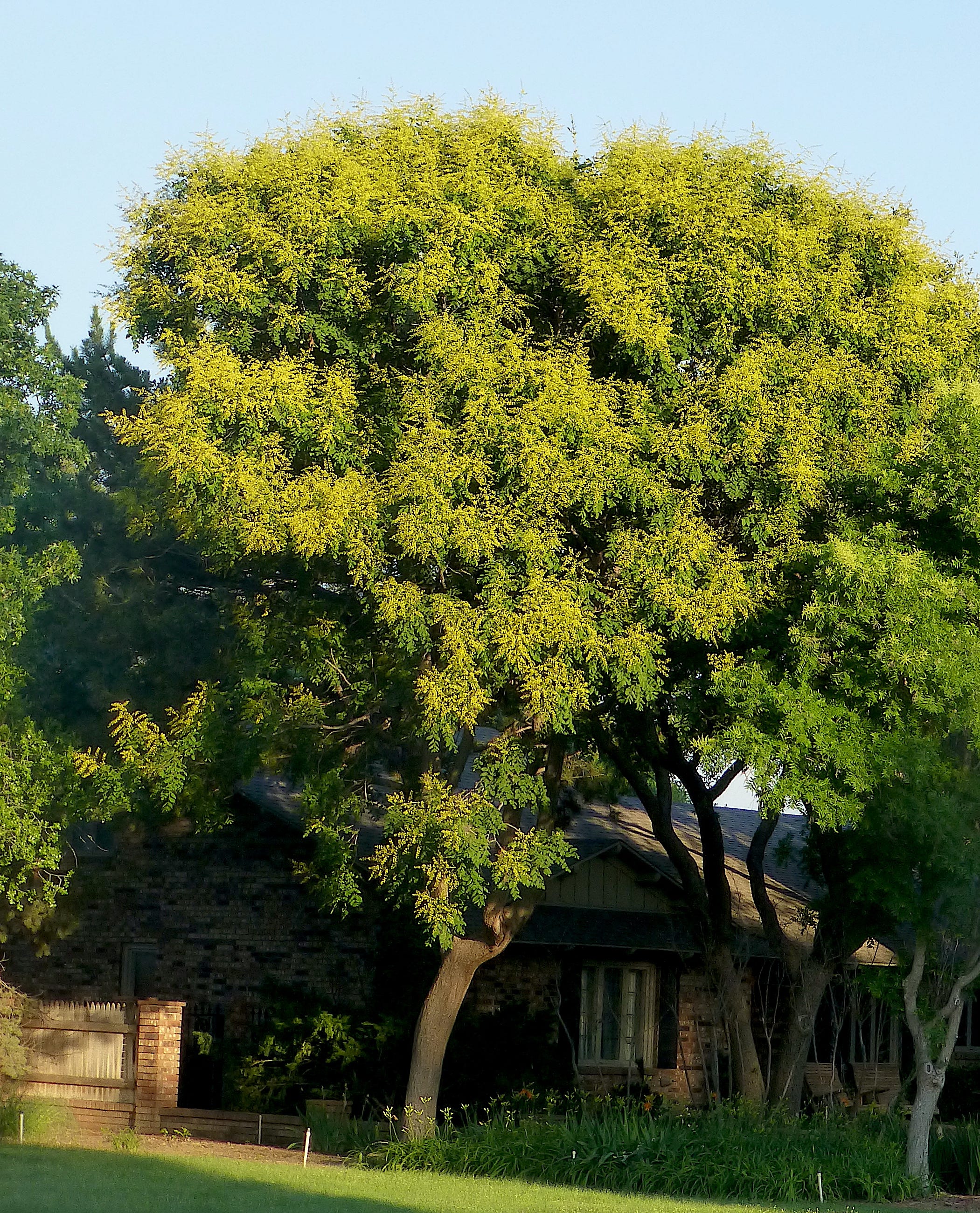 peffley: golden raintree a striking choice for season-long color