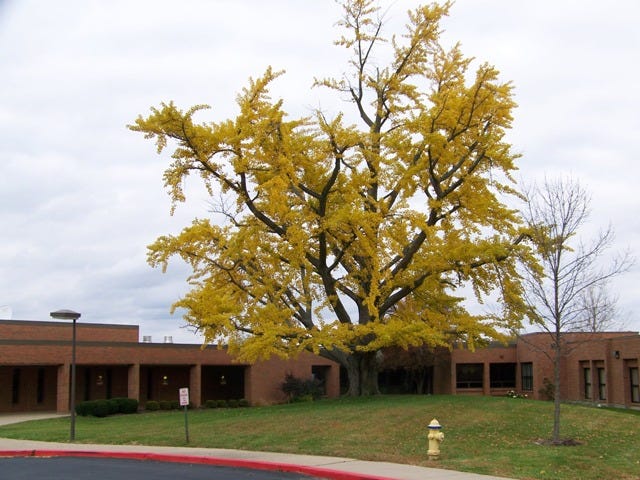 Edgewood residents are talking about whether a ginkgo tree outside R.C. Hinsdale Elementary School can be preserved again during an expansion as it was when the school was built.