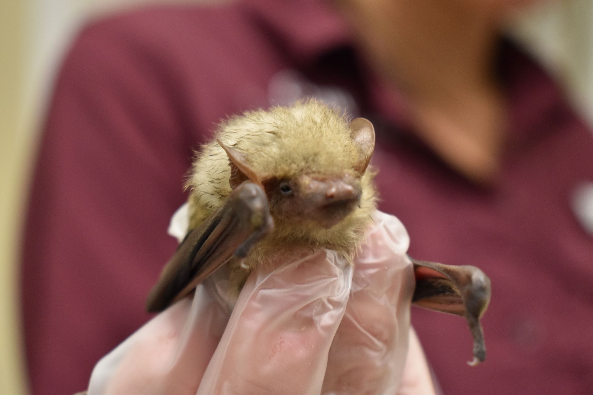 Once feared and hated, bats actually contribute to Southwest Florida's environment 3