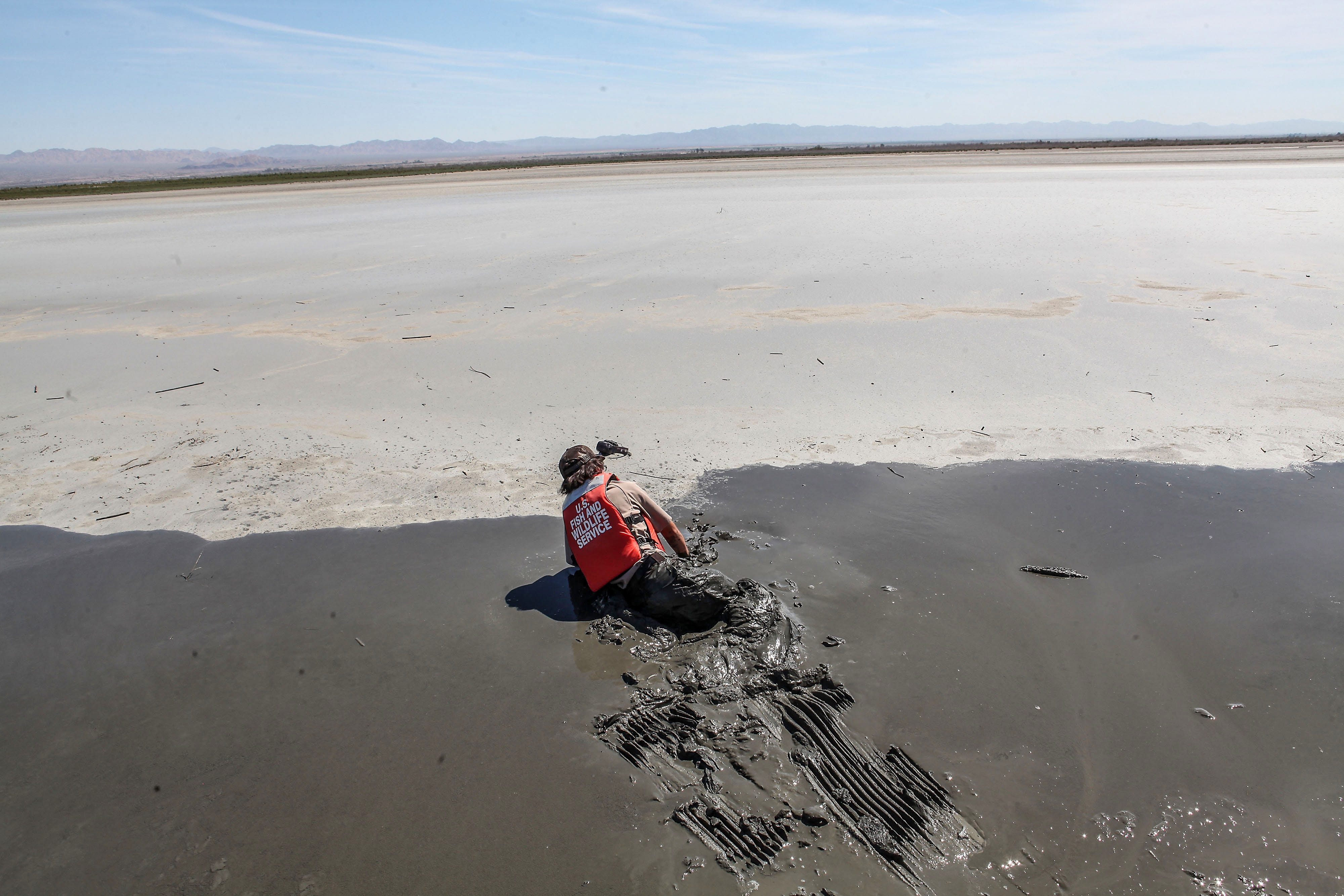 Biologist Matthew Salkiewicz jumped out of an airboat to retrieve an eared-grebe that had starved to death, he was briefly stuck in the thick mud left behind by the receding Salton Sea in 2017.  The top area in this photo is land that was once underwater.