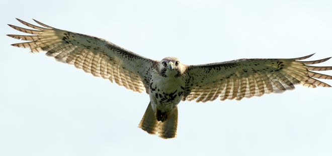 A red-tailed hawk photographed in Falmouth, Massachusetts.