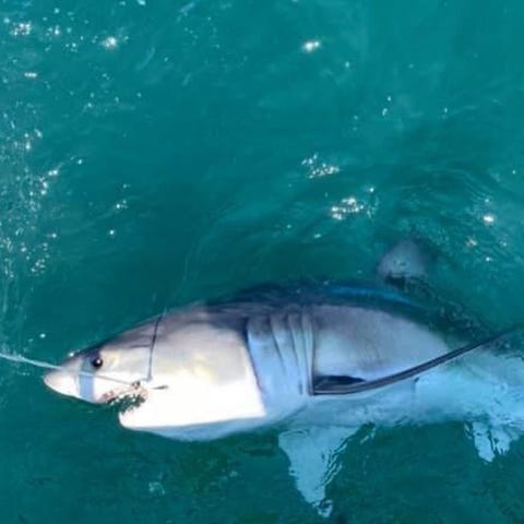 A great white shark that was caught and released b