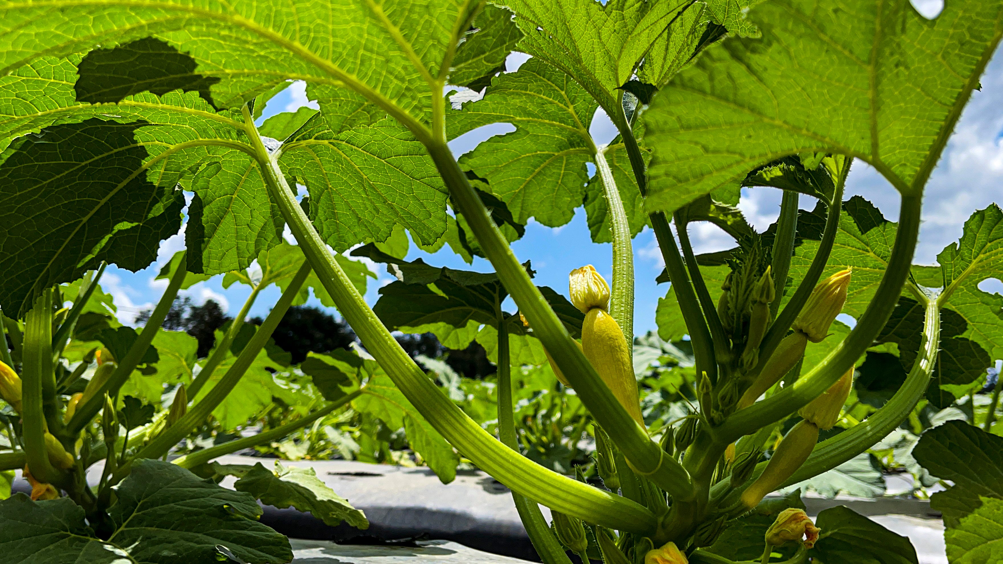 Calabaza, or squash, grows in a field around Dover in Hillsborough County, Florida, which is home to many migrant families.