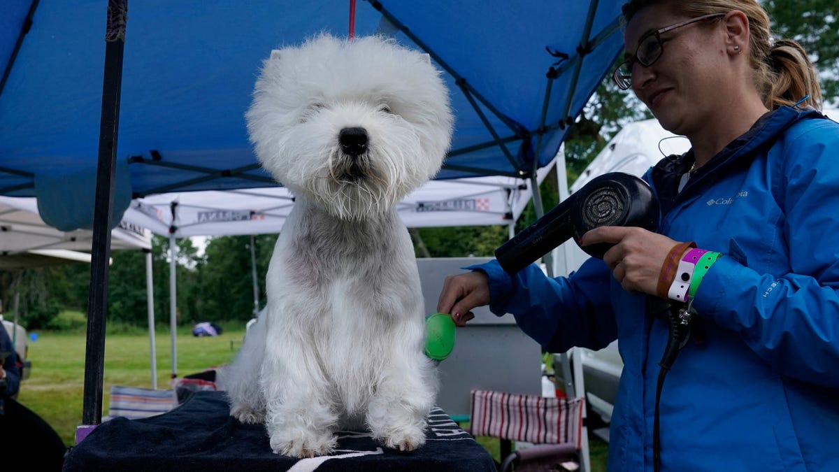 How many dog breeds are there? Different types, explained How many dog breeds are there? Different types, explained