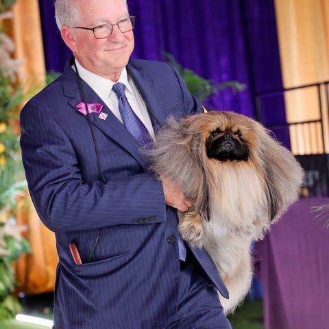 Wasabi the Pekingese wins Best in Show at the 145t