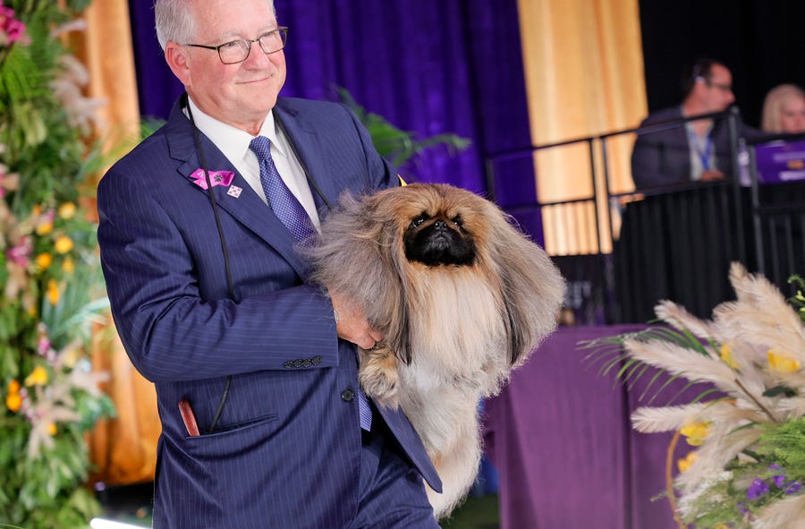 Wasabi the Pekingese wins Best in Show at the 145th Annual Westminster Kennel Club Dog Show.