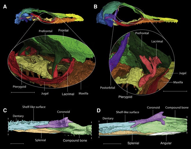 Photo of La recherche montre que le plus petit crâne de dinosaure appartenait en fait à un lézard