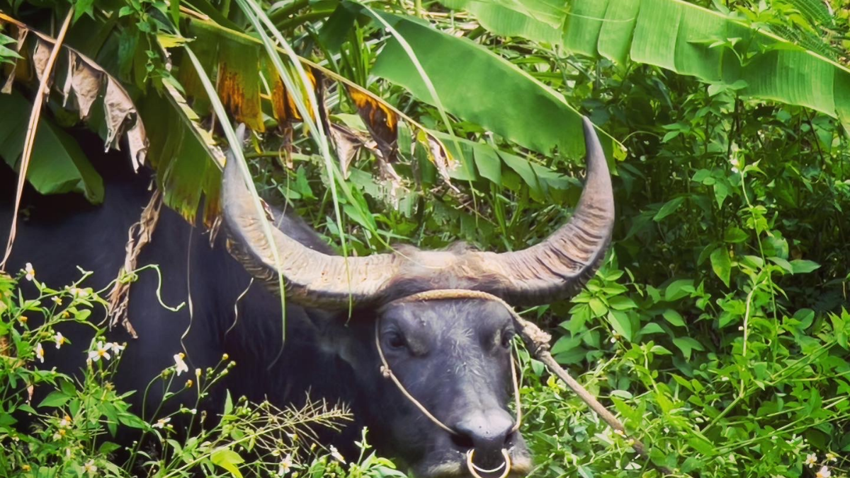 Carabao in southern Agat