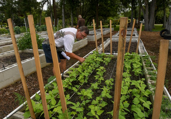 Craig Bauzenberger, vice president and treasurer of the Indiantown Civic Club, checks his pole beans planted in the Indiantown Community Garden behind the Indiantown Civic Center as Gary Gallagher (background) checks his garden bed, on Tuesday, June 15, 2021, in Indiantown. "People in town saw a positive project that was happening and wanted to be part of it," Bauzenberger said. 