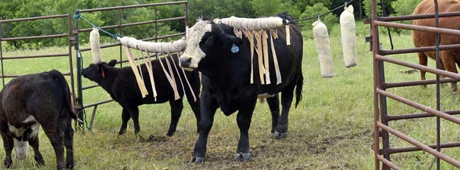 While cattle are fighting flies, they are not grazing and gaining the weight that they could be.