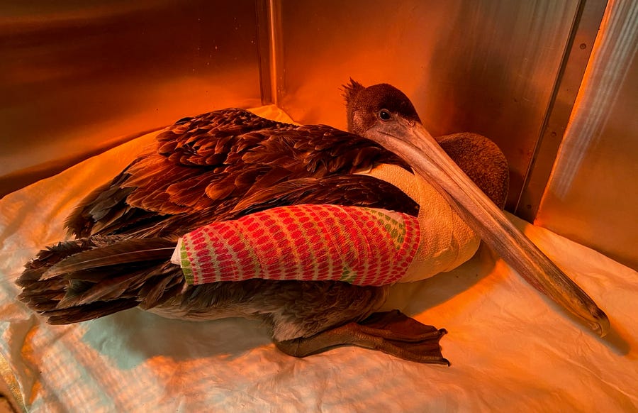 A brown pelican after receiving surgery for a broken wing.