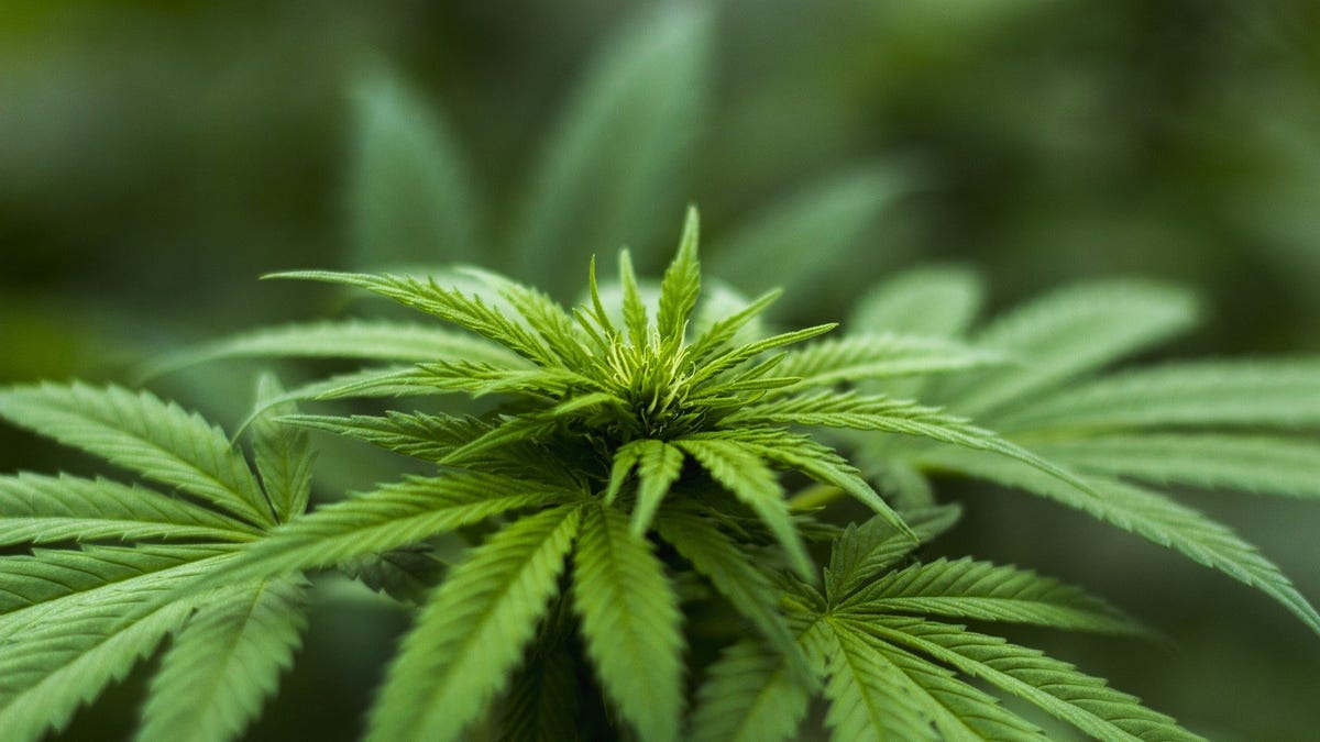 South River approves two cannabis manufacturing businesses another proposed South River approves two cannabis manufacturing businesses another proposed