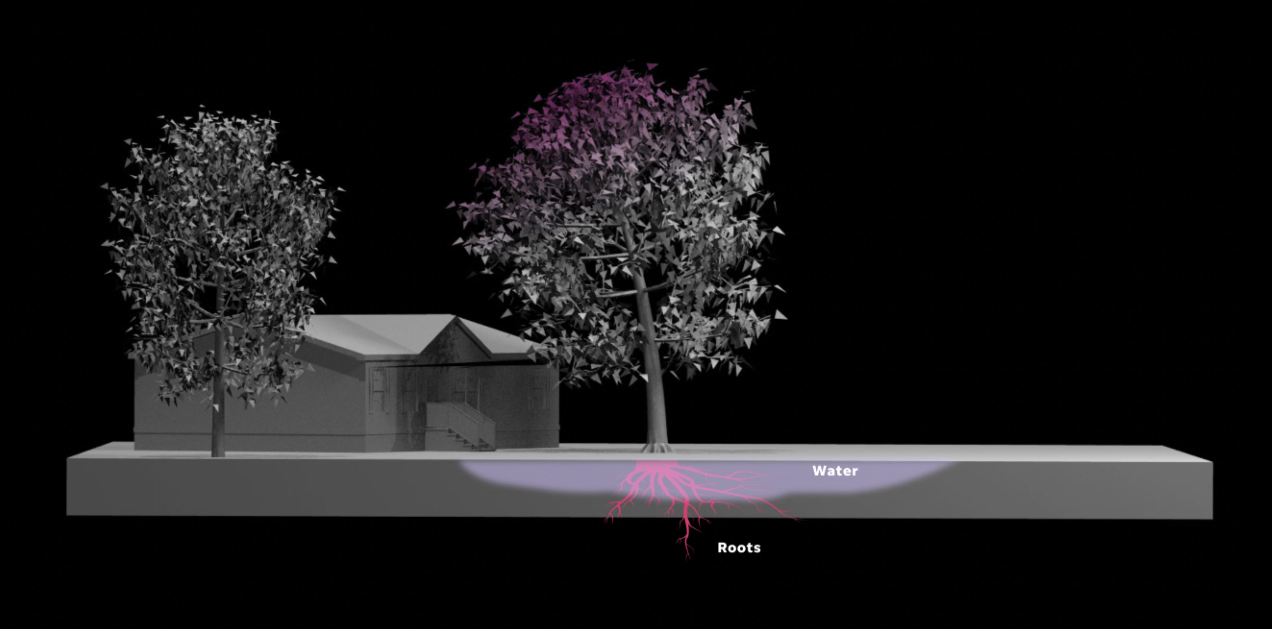 Rainfall and wet roots significantly impacts the strength of a tree.