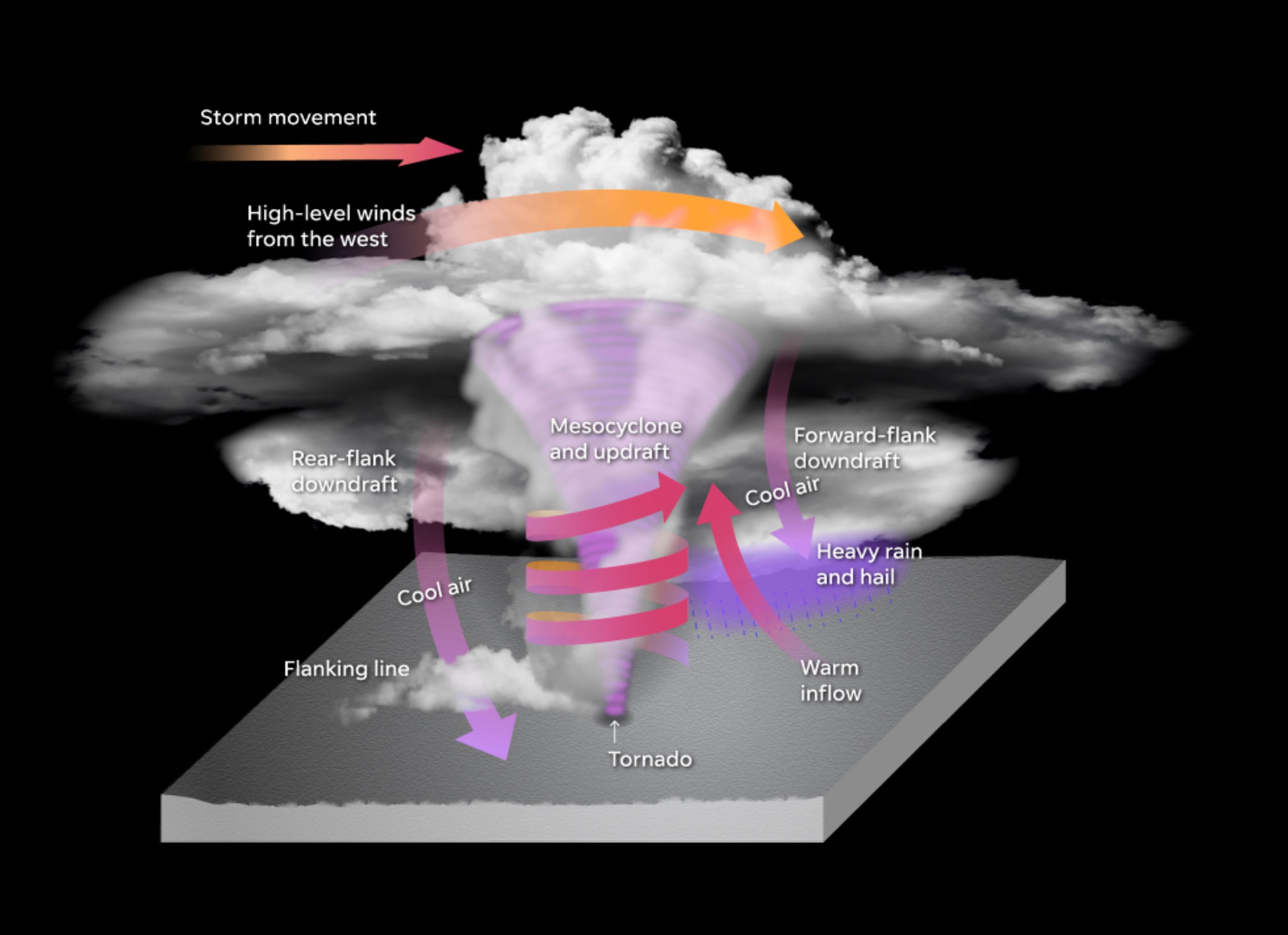 Tornadoes can form within the spinning updraft. Precipitation in a forward flank downdraft and in a rear flank downdraft squeeze the rotating updraft to make it spin faster and form the tornado.