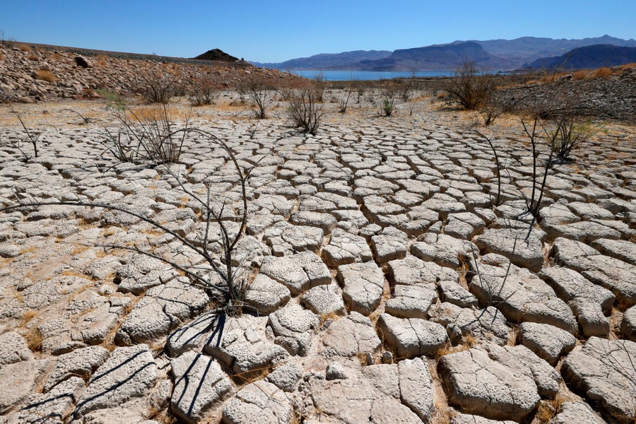 Lake Mead is seen in the distance behind mostly dead plants in an area of dry, cracked earth that used to be underwater near Boulder Beach on June 12.