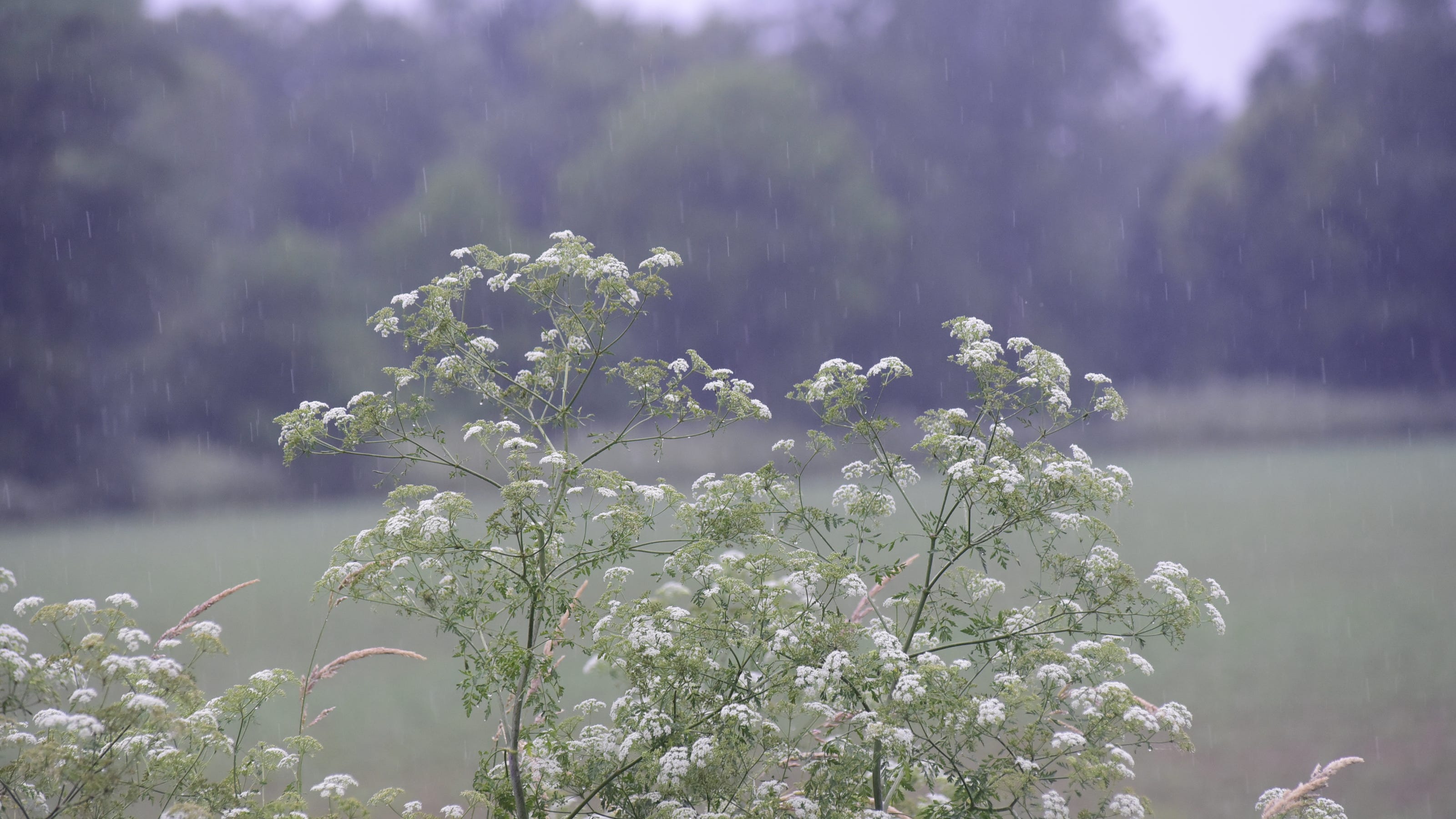 One of the 'deadliest plants in North America' is blooming. What to know about poison hemlock