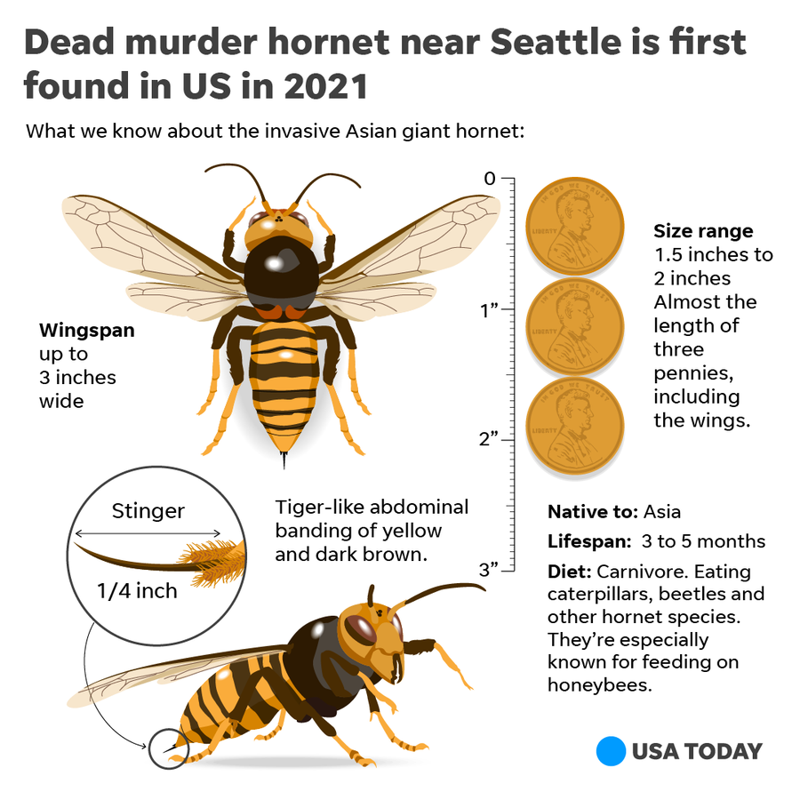 Information about the Asian giant hornet