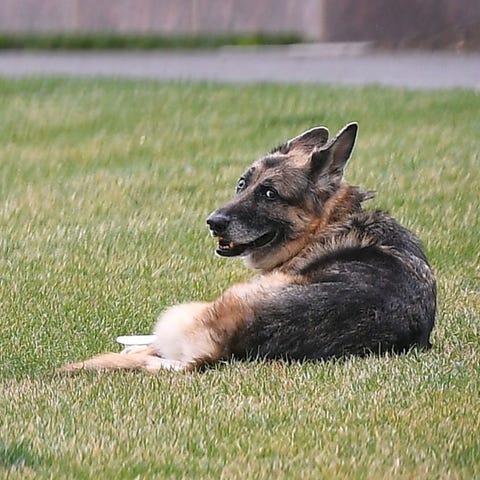 Biden family mourns the loss of their German Sheph