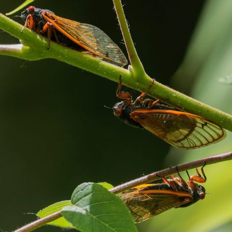 Three Brood X cicadas rest on a tree branch on Tuesday, June 15, 2021 at Highbanks Metro Park in Lewis Center, Ohio.    