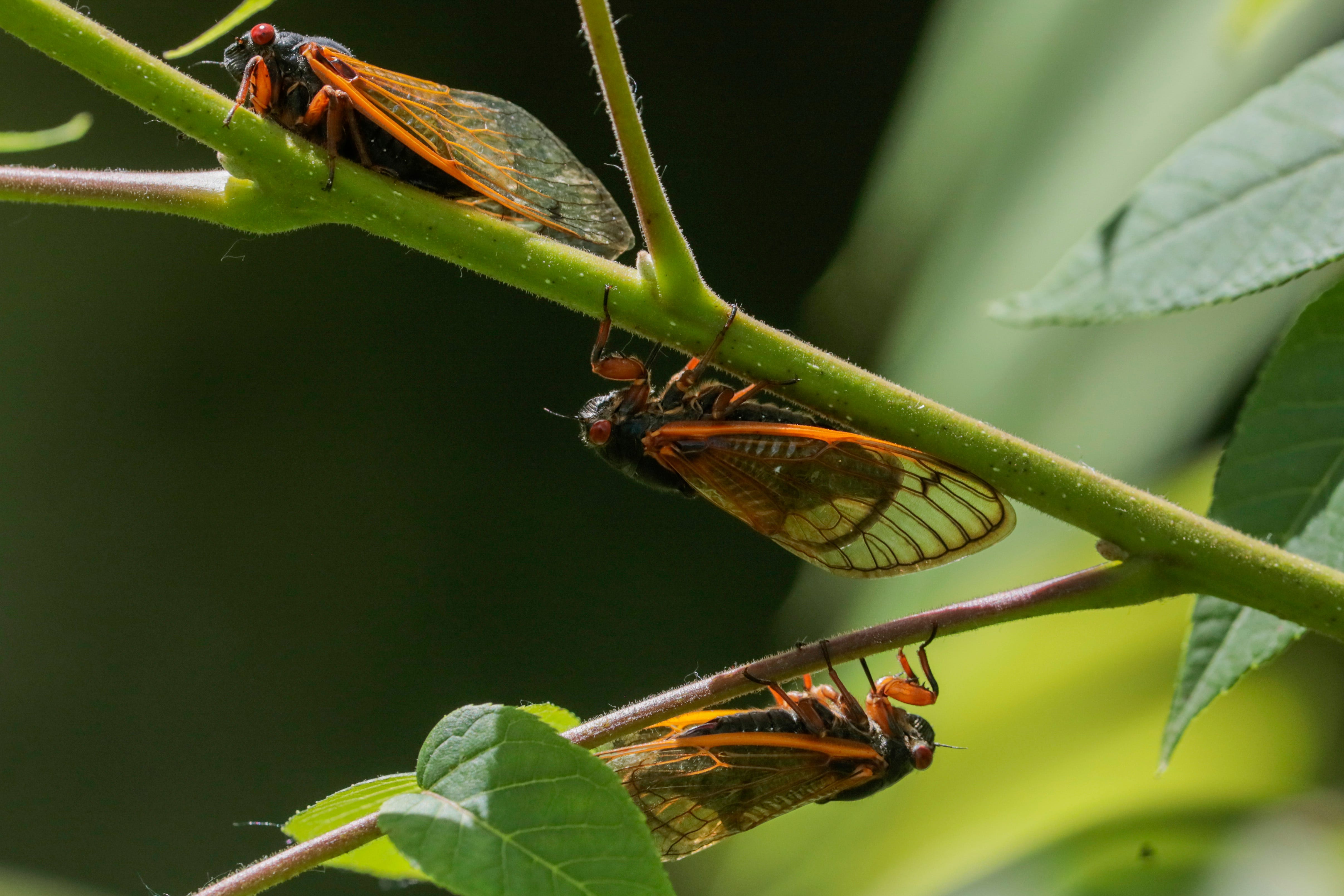 Missouri's big brood of cicadas is snoozing until 2025